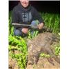 Image 1 : 3-Day/3-Night Texas Hog Hunt for 2 Hunters