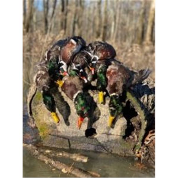 4Day/4Night Waterfowl Hunt for 2 Hunters