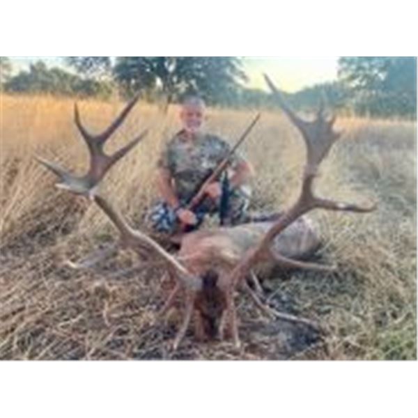3-Day Iberian Red Stag Hunt in Spain