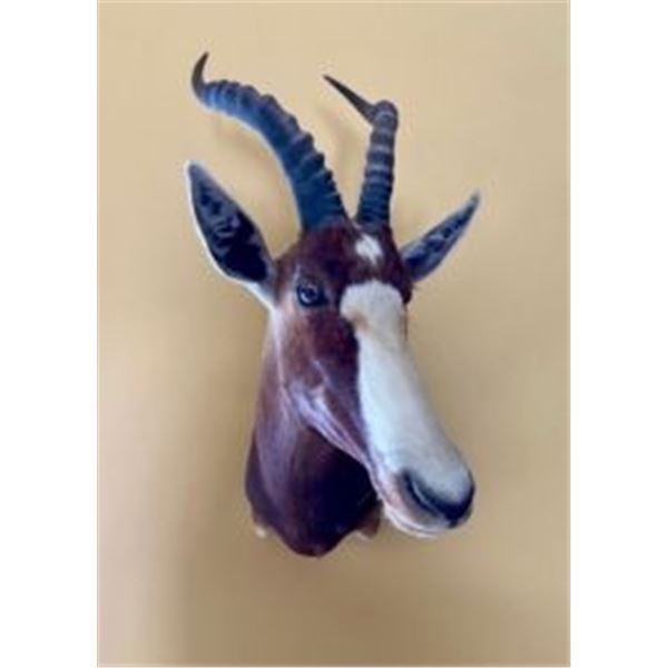 African Shoulder Mount Certificate