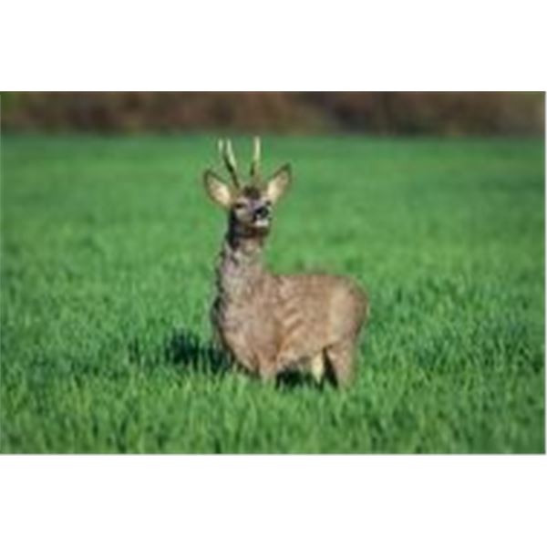 Serbia Roe Deer Hunt and Tour