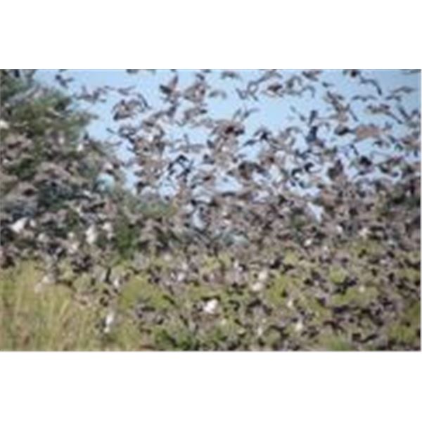 4 Day/3 Night Dove Hunting for up to 6 Hunters in Argentina