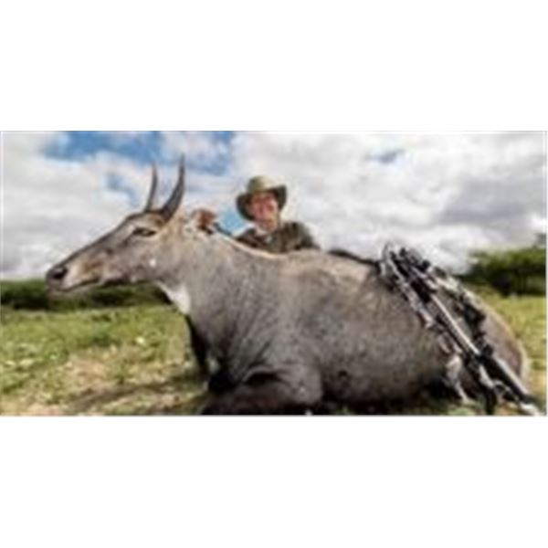 3 Day Blue Nilgai Bull Hunt in Texas