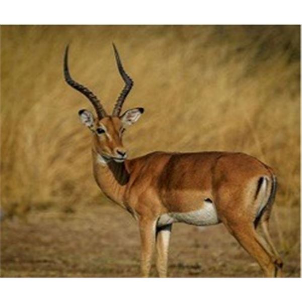 7	Day/	6	Night	Plains	Game	Safari	for	2	Hunters	&	2	Observers