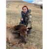 Image 1 : Wyoming Cow Elk Hunt for Two Hunters