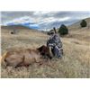 Image 2 : Wyoming Cow Elk Hunt for Two Hunters