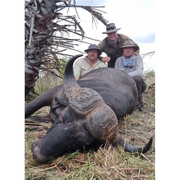 6 Day Cape Buffalo Hunt for 2026 or 2027
