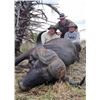 Image 1 : 6 Day Cape Buffalo Hunt for 2026 or 2027