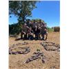 Image 2 : High Volume Dove hunt for 4 hunters in Argentina