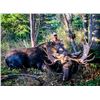 Image 1 : Alberta Archery Moose hunt with Reel Exposure Guiding