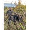 Image 2 : Alberta Archery Moose hunt with Reel Exposure Guiding