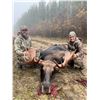Image 3 : Alberta Archery Moose hunt with Reel Exposure Guiding