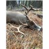 Image 4 : Montana Whitetail hunt