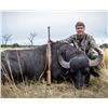 Image 2 : Argentina Water Buffalo for 2 hunters