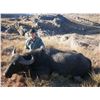 Image 3 : Argentina Water Buffalo for 2 hunters