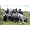 Image 4 : Argentina Water Buffalo for 2 hunters