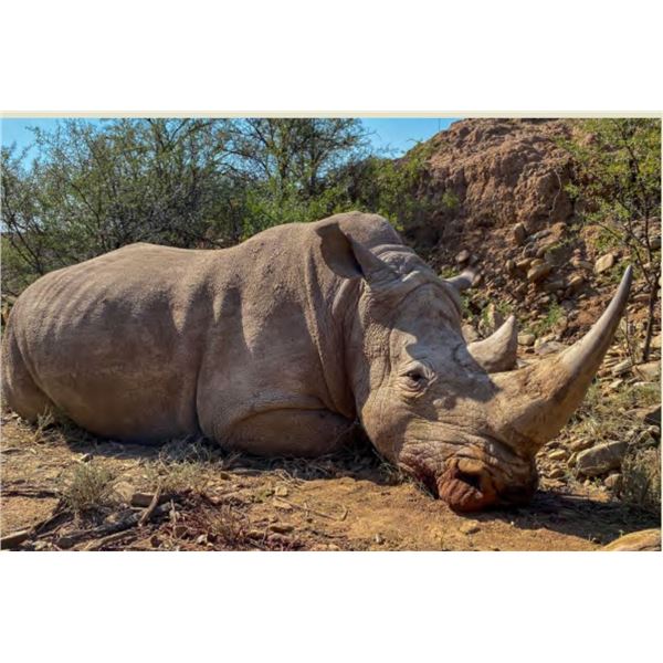 5-day White Rhino Dart Hunt