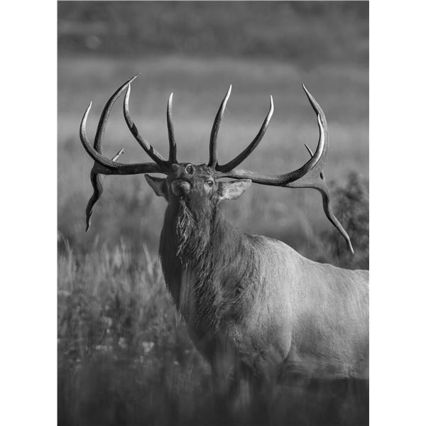Custom, One of a Kind, Charcoal Elk Drawing