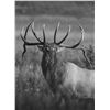 Image 1 : Custom, One of a Kind, Charcoal Elk Drawing