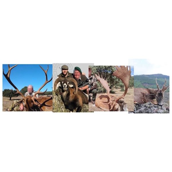 Choice Hunt: Stag, Mouflon, Roe Deer, Fallow | Spain