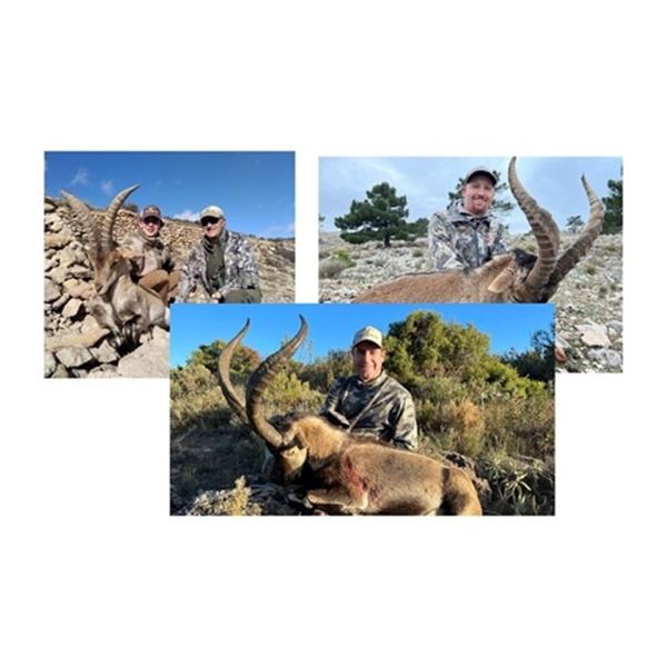 Trophy & Management Southeastern Ibex | Corju Hunting - Spain