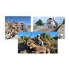 Image 1 : Trophy & Management Southeastern Ibex | Corju Hunting - Spain