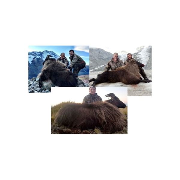 Bull Tahr | Cardona Outfitters - New Zealand
