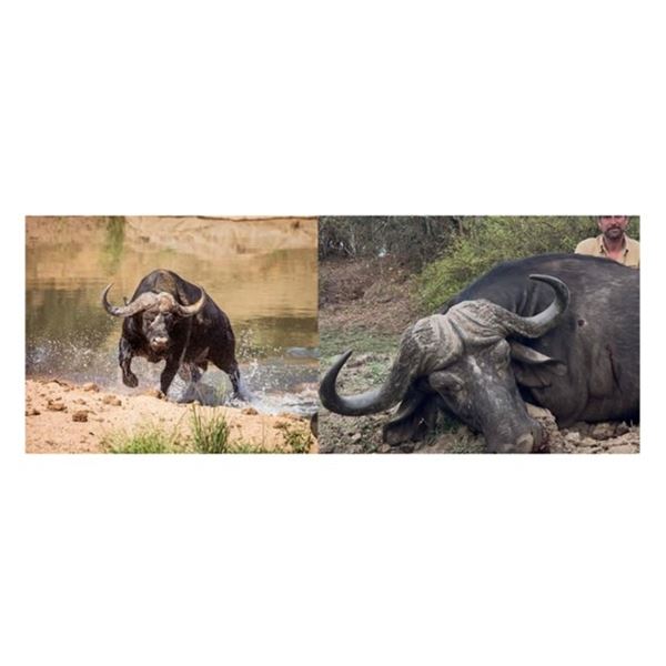 Black Death, Cape buffalo Hunt | Vos & Co - South Africa