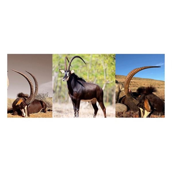 Sable Antelope | Vos & Co - South Africa