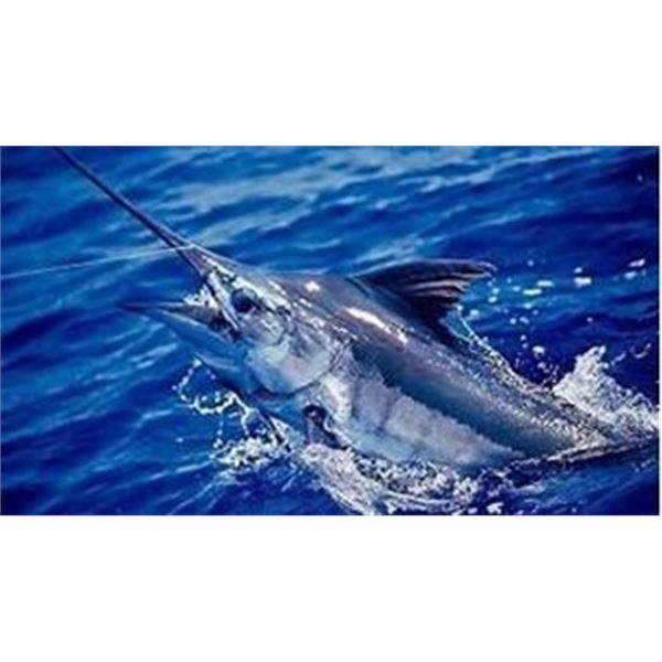 MEXICO: 6-DAY DEEP SEA FISH SLAMING SAFARI