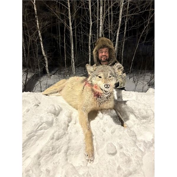 ONTARIO: TIMBER WOLF HUNT FOR 1 HUNTER