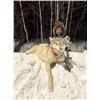 Image 1 : ONTARIO: TIMBER WOLF HUNT FOR 1 HUNTER