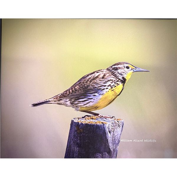 Meadowlark