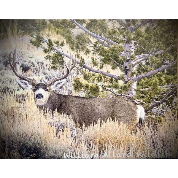 Mule Deer Photo