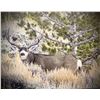 Image 1 : Mule Deer Photo
