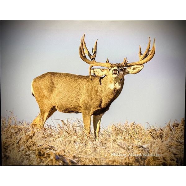 MULE DEER 'HEAVY' PHOTO