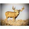 Image 1 : MULE DEER 'HEAVY' PHOTO