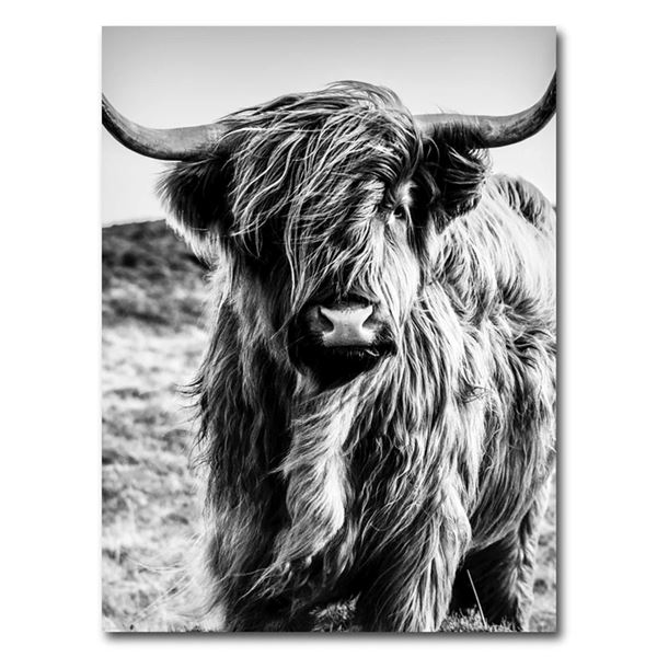 SCOTTISH HIGHLAND COW WALL ART