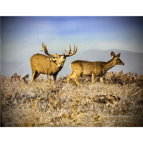 "HEAVY WITH DOE" MULE DEER PHOTO