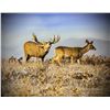 Image 1 : "HEAVY WITH DOE" MULE DEER PHOTO
