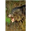 Image 3 : Javelina Hunt in South Texas