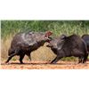 Image 4 : Javelina Hunt in South Texas