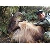 Image 2 : 4 day, 2x1 High Alpine Trophy Bull Tahr Hunt for 2 Hunters - New Zealand Hunting