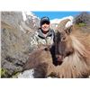 Image 4 : 4 day, 2x1 High Alpine Trophy Bull Tahr Hunt for 2 Hunters - New Zealand Hunting