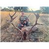 Image 2 : Red Stag Hunt in Spain for 1 Hunter - Giuseppe & Curro Carrizosa - Spain