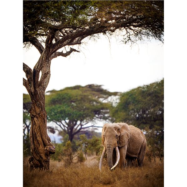 The Late 'Craig' Limited Edition Fine Art Print on Canvas