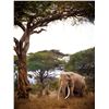 Image 1 : The Late 'Craig' Limited Edition Fine Art Print on Canvas