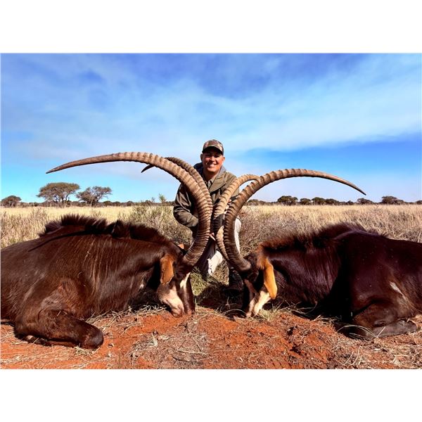 Trophy Sable Bull Hunt – Trek Africa Hunting