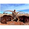 Image 1 : Trophy Sable Bull Hunt – Trek Africa Hunting