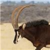 Image 2 : Trophy Sable Bull Hunt – Trek Africa Hunting
